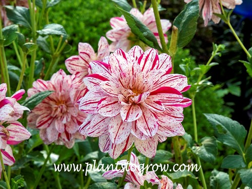 White Diamond Dahlia
Large white flowers streaked and specked with red.